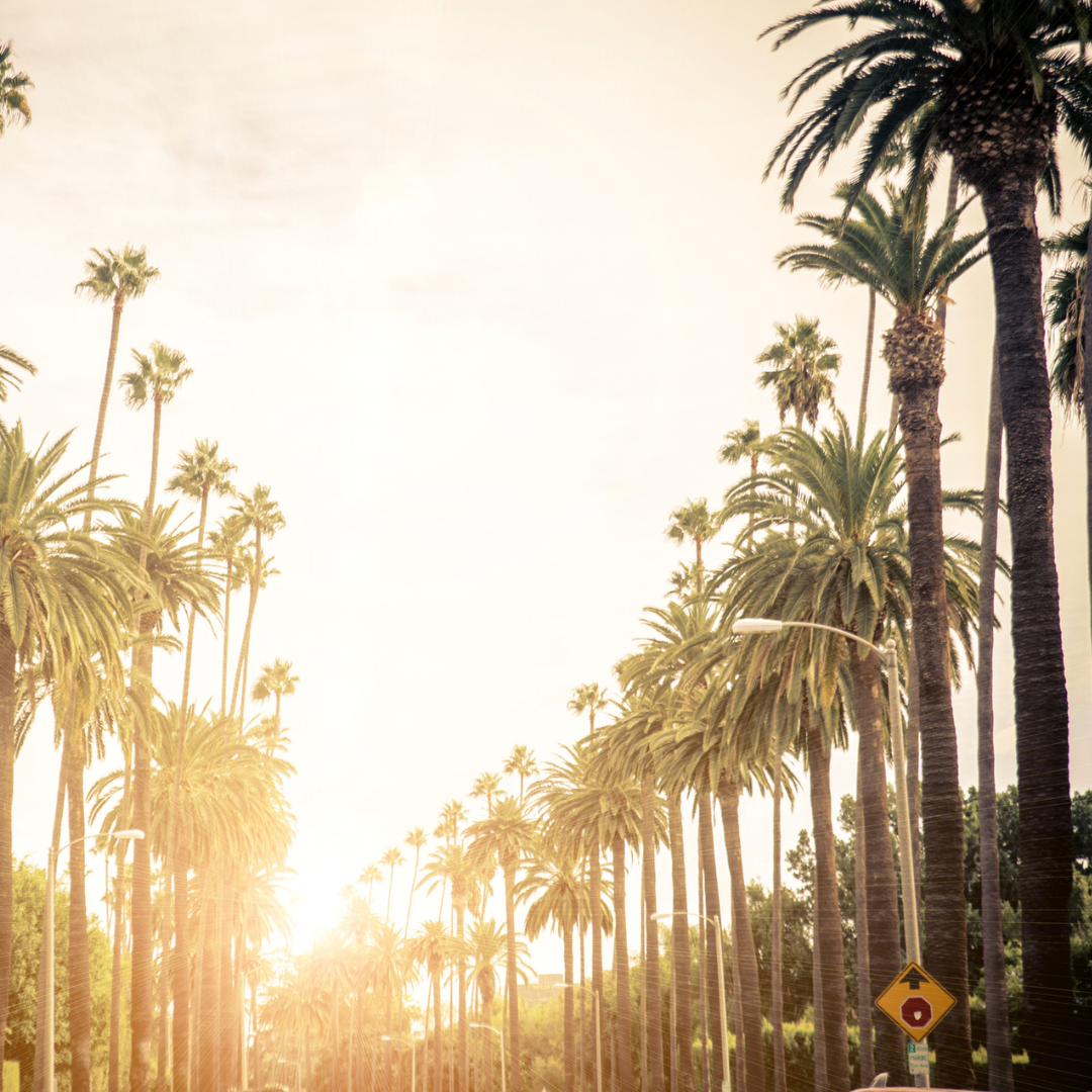 where did beverly hill palm trees come from