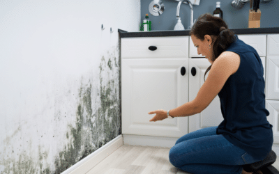 Mold vs. Mildew: What’s the Difference and Why It Matters