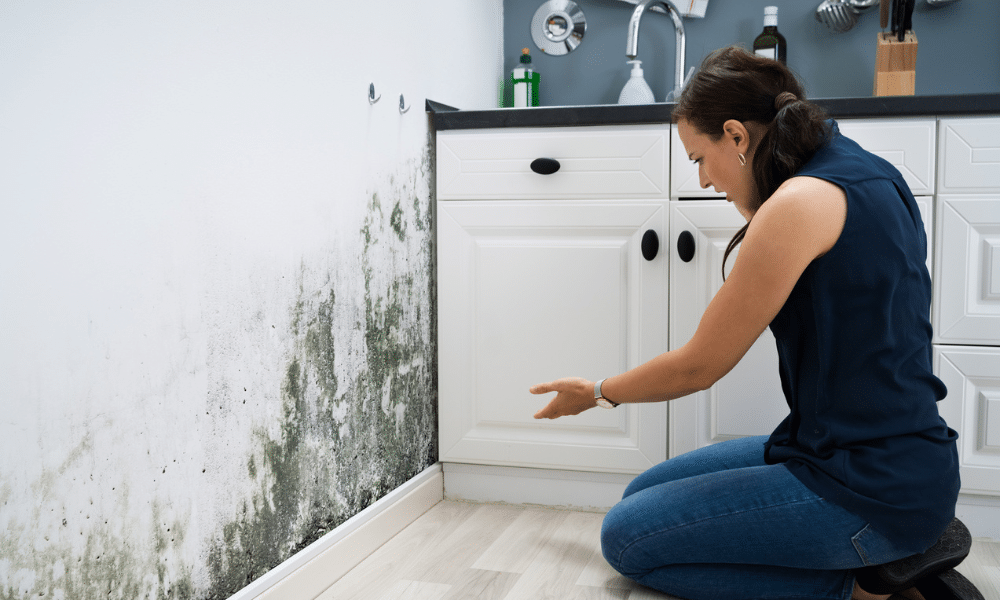 Mold vs. Mildew: What’s the Difference and Why It Matters